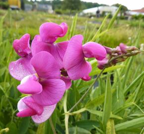 Hrachor širokolistý 'Red Pearl' - Lathyrus latifolius 'Red Pearl'