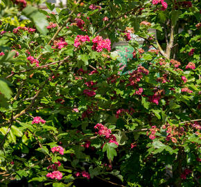 Hloh obecný 'Paul's Scarlet' - Crataegus laevigata 'Paul's Scarlet'