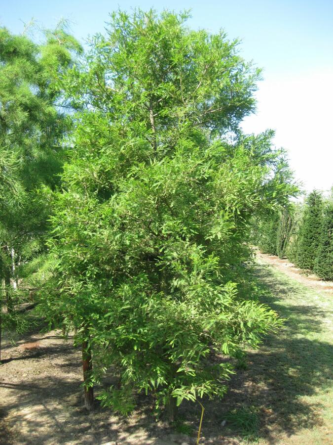 Tisovec dvouřadý - Taxodium distichum