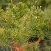borovice kle Pumilio - Pinus mugo Pumilio