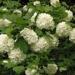 Kalina obecná 'Roseum' - Viburnum opulus 'Roseum'