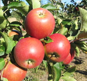 Jabloň zimní 'Rajka' - Malus domestica 'Rajka'