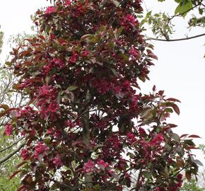 Jabloň okrasná 'Profusion' - Malus 'Profusion'