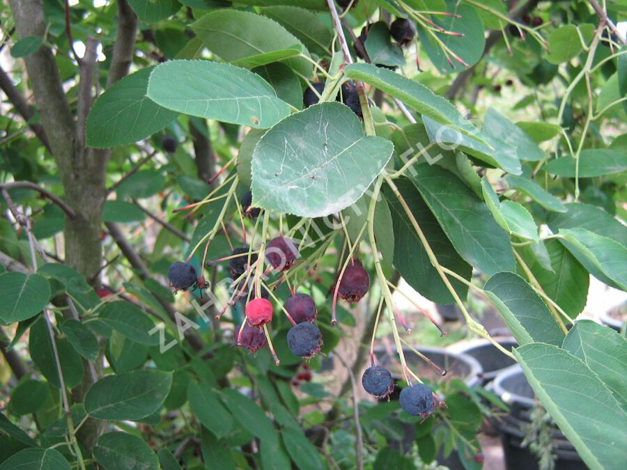 Muchovník Lamarkův - Amelanchier lamarckii