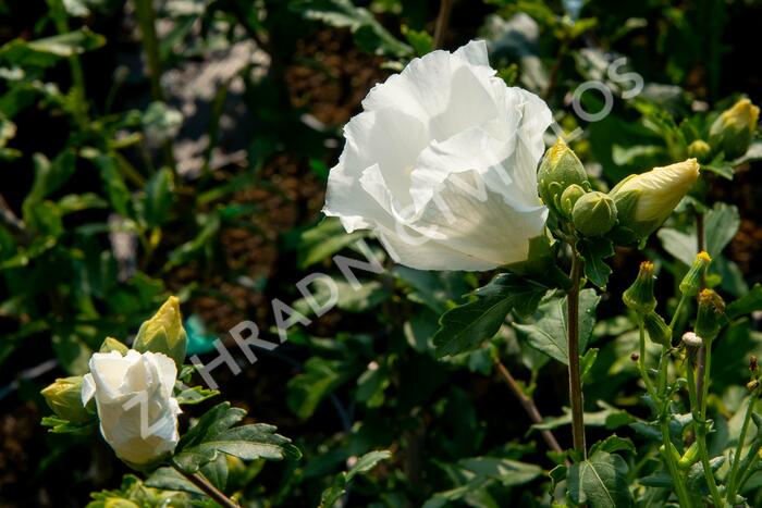 Ibišek syrský 'William R. Smith' - Hibiscus syriacus 'William R. Smith'