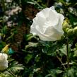 Ibišek syrský 'William R. Smith' - Hibiscus syriacus 'William R. Smith'