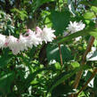 Trojpuk drsný 'Pride of Rochester' - Deutzia scabra 'Pride of Rochester'