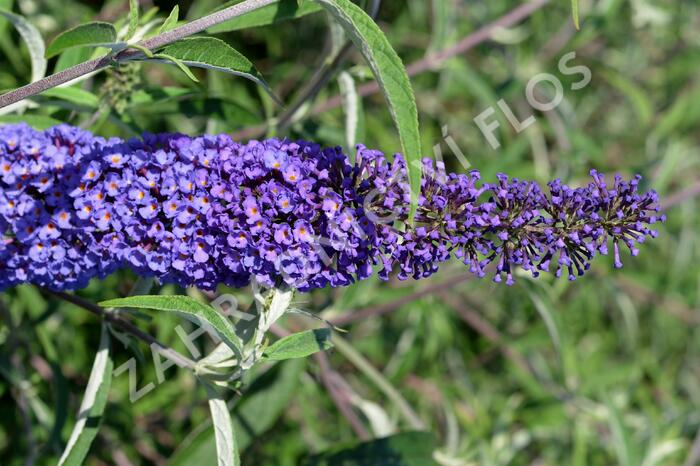 Motýlí keř, Komule Davidova 'Nanho Blue' - Buddleja davidii 'Nanho Blue'