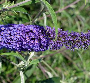 Motýlí keř, Komule Davidova 'Nanho Blue' - Buddleja davidii 'Nanho Blue'