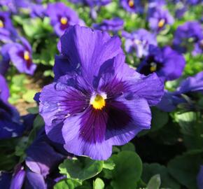 Violka, maceška zahradní 'Carneval Blue with Blotch' - Viola wittrockiana 'Carneval Blue with Blotch'