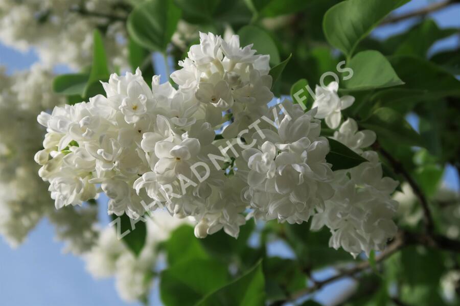 Šeřík obecný 'Madame Lemoine' - Syringa vulgaris 'Madame Lemoine'