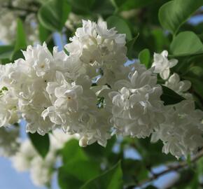 Šeřík obecný 'Madame Lemoine' - Syringa vulgaris 'Madame Lemoine'