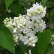 Šeřík obecný 'Madame Lemoine' - Syringa vulgaris 'Madame Lemoine'