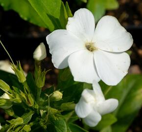 Plamenka latnatá 'Sweet Summer White' - Phlox paniculata 'Sweet Summer White'