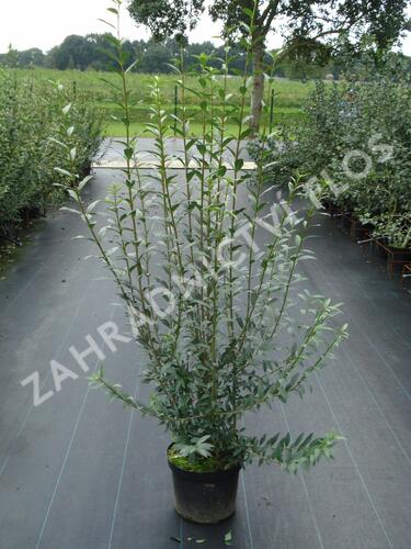 Ptačí zob obecný 'Atrovirens' - Ligustrum vulgare 'Atrovirens'