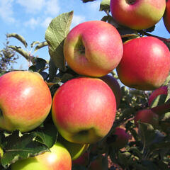 Jabloň zimní 'Jonagold' - Malus domestica 'Jonagold'