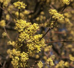 Dřín obecný - Cornus mas