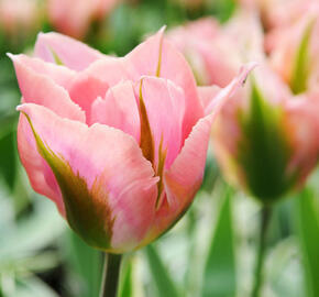 Tulipán zelenokvětý 'China Town' - Tulipa Viridiflora 'China Town'