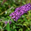 Motýlí keř, Komule Davidova 'Ile de France' - Buddleja davidii 'Ile de France'