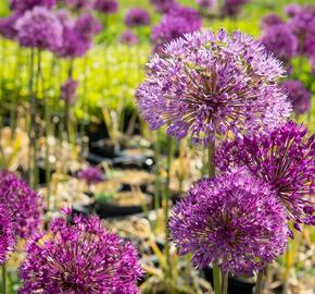 Česnek aflatunský 'Purple Sensation' - Allium aflatunense 'Purple Sensation'