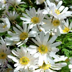 Sasanka vábná 'White Splendour' - Anemone blanda 'White Splendour'