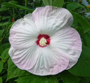 Ibišek bahenní 'Nippon Blush' - Hibiscus moscheutos 'Nippon Blush'