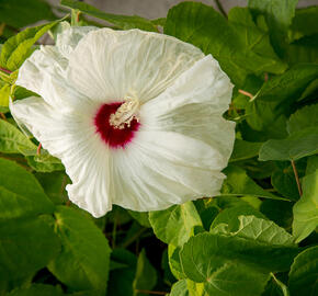 Ibišek bahenní 'Old Yella' - Hibiscus moscheutos 'Old Yella'