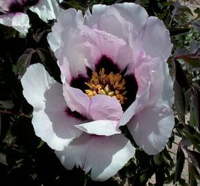 Pivoňka dřevitá rockii - Paeonia rockii