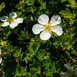 Mochna křovitá 'White Lady' - Potentilla fruticosa 'White Lady'