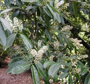 Bobkovišeň lékařská - Prunus laurocerasus