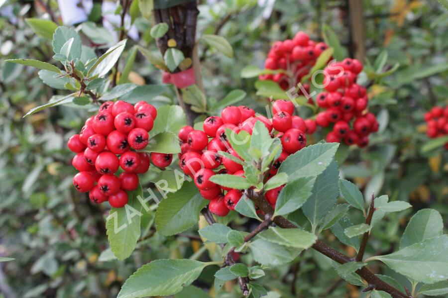 Hlohyně šarlatová 'Red Column' - Pyracantha coccinea 'Red Column'