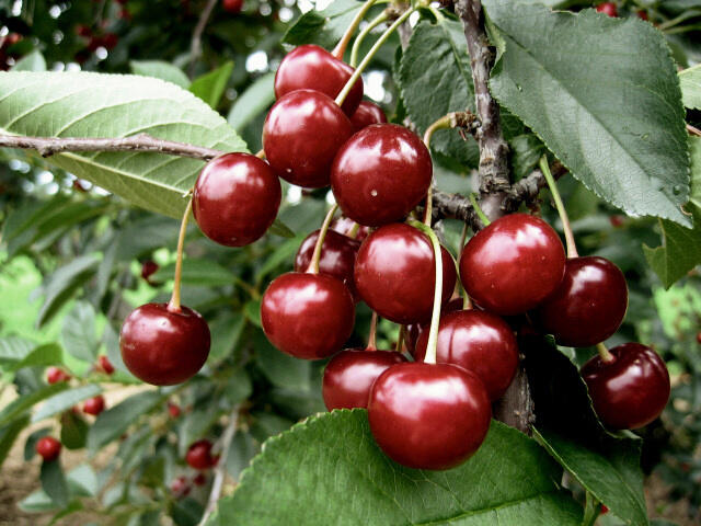 Višeň středně raná - kyselka 'Érdi Bötermö' - Prunus cerasus 'Érdi Bötermö'