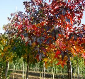 Ambroň západní - Liquidambar styraciflua