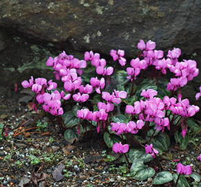 Brambořík jarní - Cyclamen coum