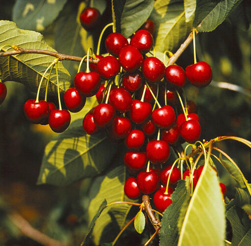 Třešeň pozdní - chrupka 'Kordia' - Prunus avium 'Kordia'