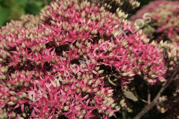 Rozchodník nachový 'Mr. Goodbud' - Sedum telephium 'Mr. Goodbud'