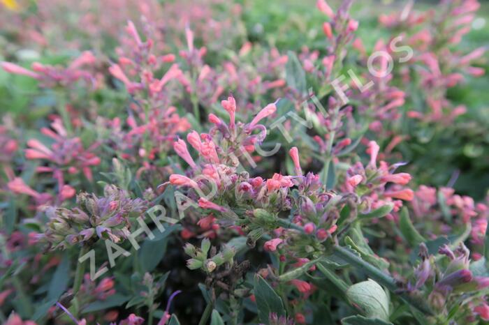 Agastache 'Kudos Coral' - Agastache hybrida 'Kudos Coral'