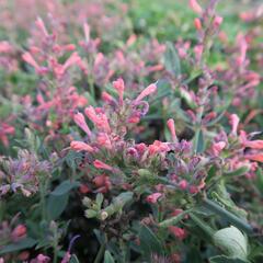 Agastache 'Kudos Coral' - Agastache hybrida 'Kudos Coral'