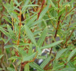 Vrba purpurová 'Nana' - Salix purpurea 'Nana'