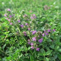 Mateřídouška 'Purpurteppich' - Thymus rotundifolius 'Purpurteppich'