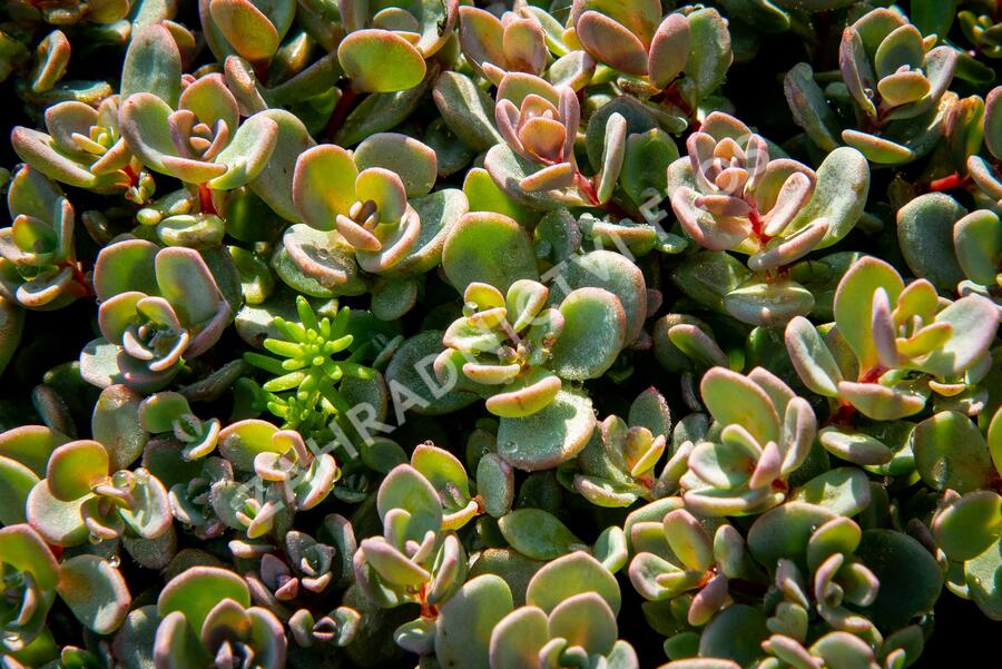 Rozchodník 'Sachalin' - Sedum pluricaule 'Sachalin'