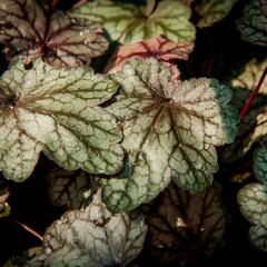 Dlužicha 'Plum Power' - Heuchera villosa 'Plum Power'