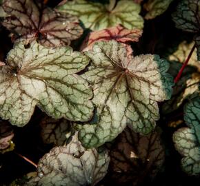 Dlužicha 'Plum Power' - Heuchera villosa 'Plum Power'