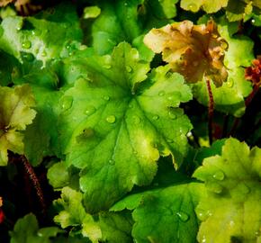 Dlužicha 'Marmalade' - Heuchera hybrida 'Marmalade'