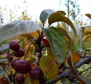 Okrasná jabloň 'Scarlett' - Malus toringo 'Scarlett'