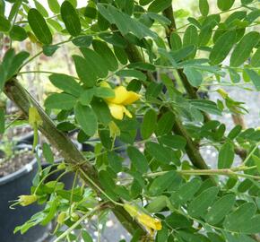 Čimišník stromový - Caragana arborescens