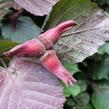 Líska největší 'Purpurea' - Corylus maxima 'Purpurea'