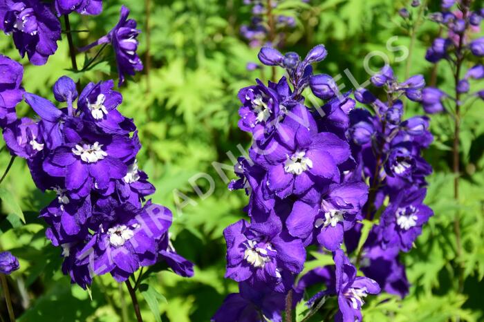 Ostrožka vyvýšená 'New Millenium Purple Passions' - Delphinium elatum 'New Millenium Purple Passions'