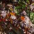 Javor dlanitolistý 'Bloodgood' - Acer palmatum 'Bloodgood'