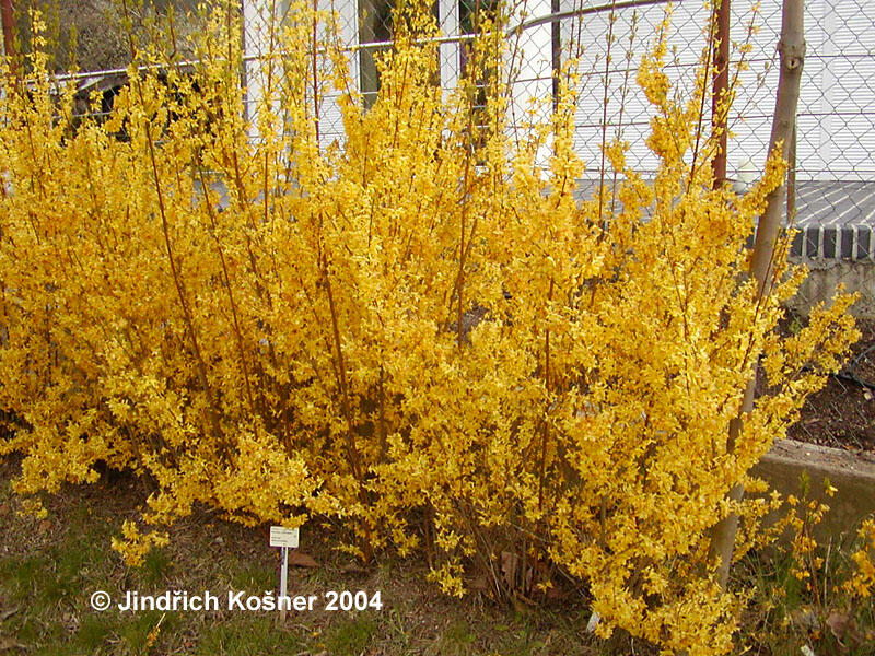 Zlatice prostřední 'Weekend' - Forsythia intermedia 'Weekend'